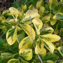 Euonymus fortunei 'Aureus' P1B (2)